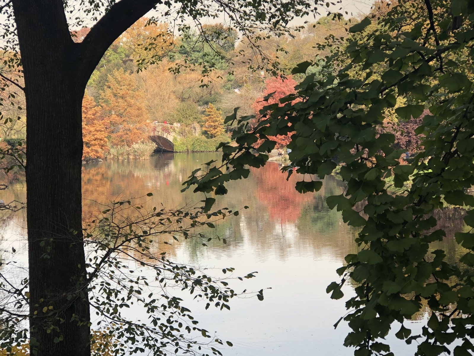 CentralPark.jpg