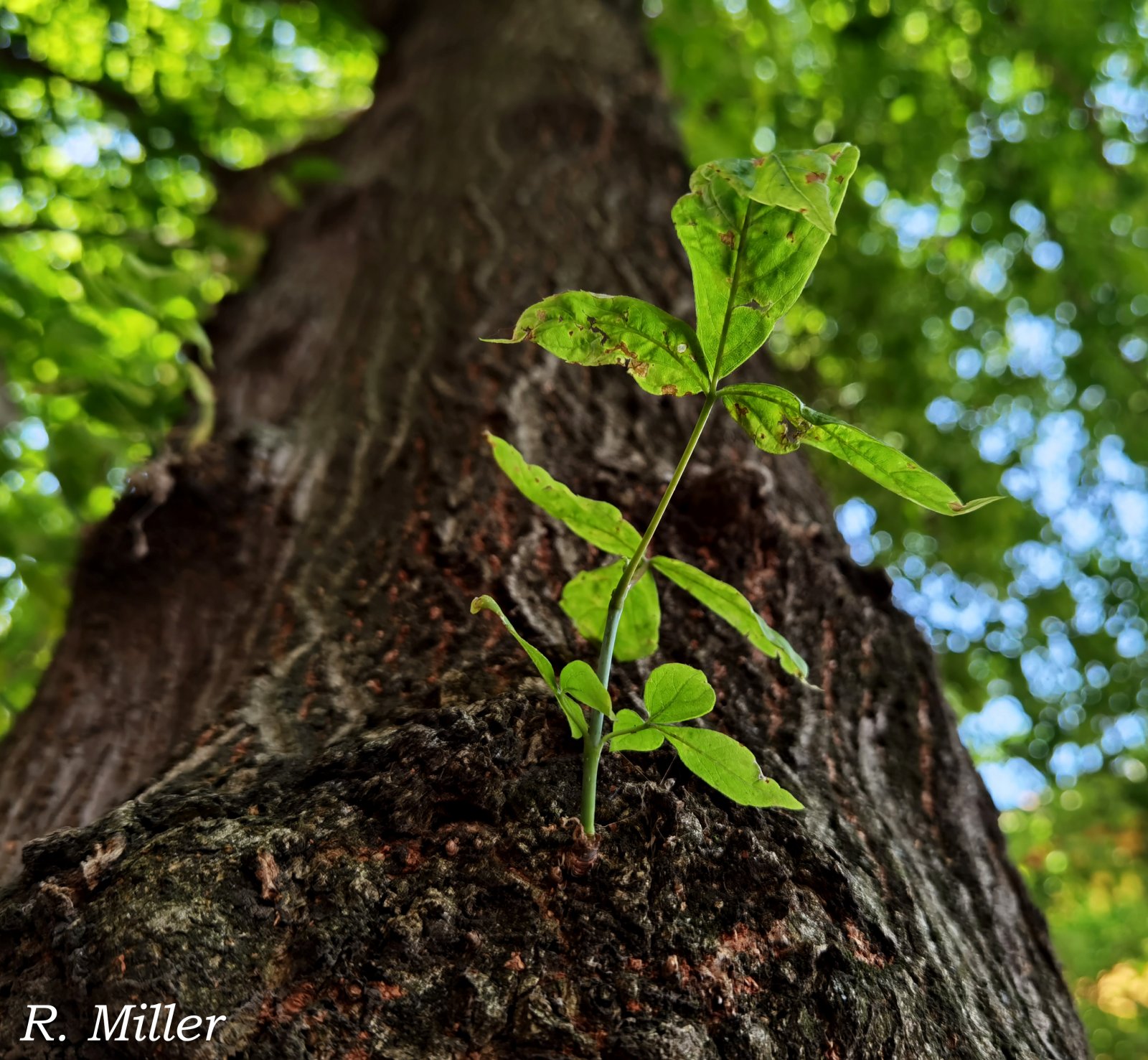 miller_tree.jpg
