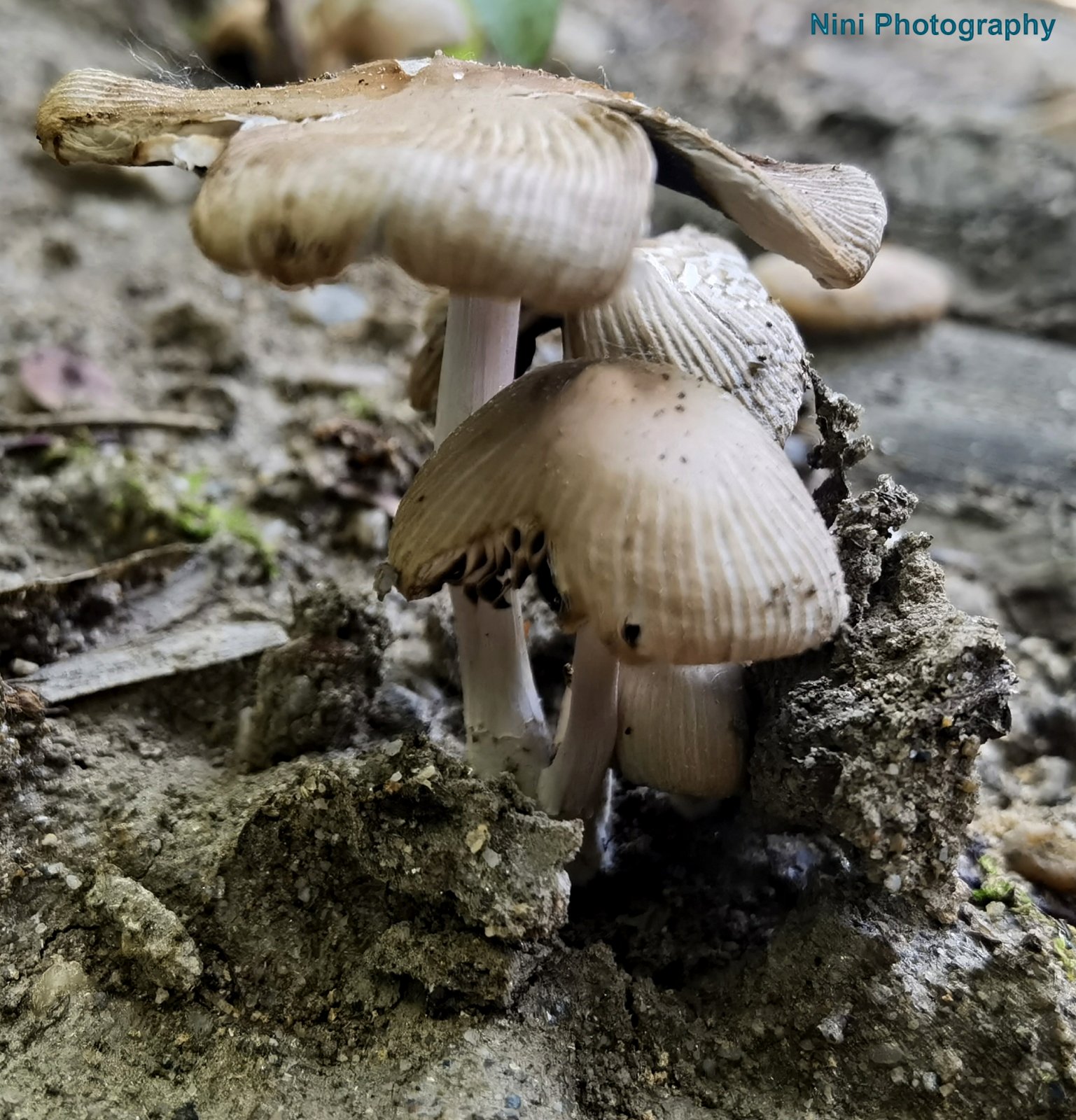 nini mushroom.jpg