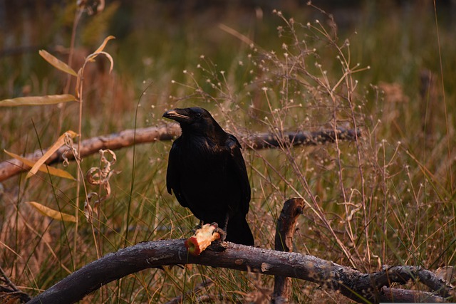 raven-g4ed129e60_640.jpg