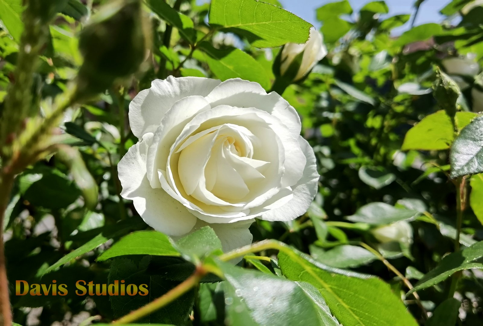 white rose.jpg