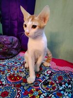 My cat.jpg