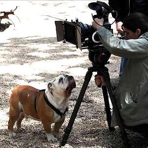 Dog Camera Advise