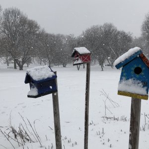 Bird Houses in the Snow.jpg