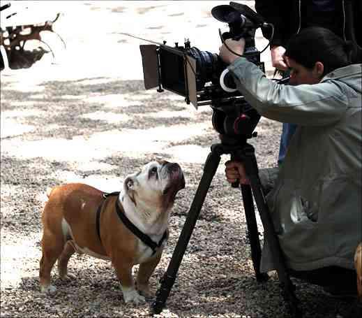 Dog Camera Advise